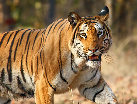 Wildlife Tour Packages From in Delhi